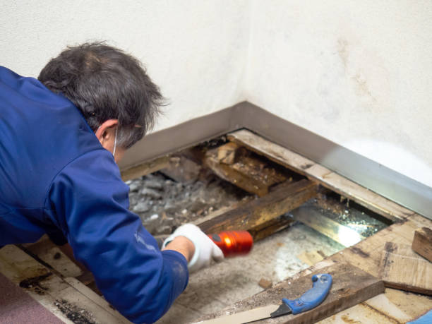 Best Kitchen Mold Remediation in Ormond By The Sea, FL