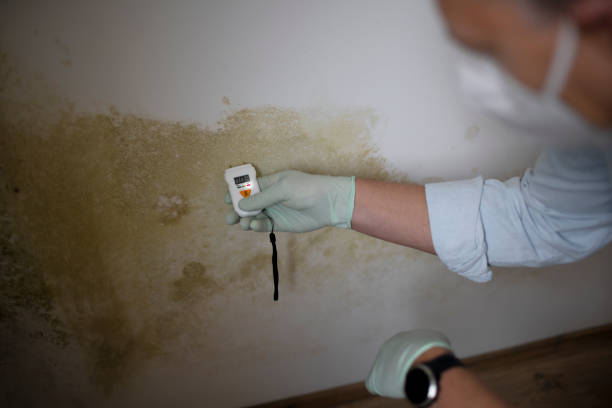 Ormond By The Sea, FL Mold Remediation Company