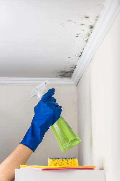 Best Attic Mold Remediation in Ormond By The Sea, FL